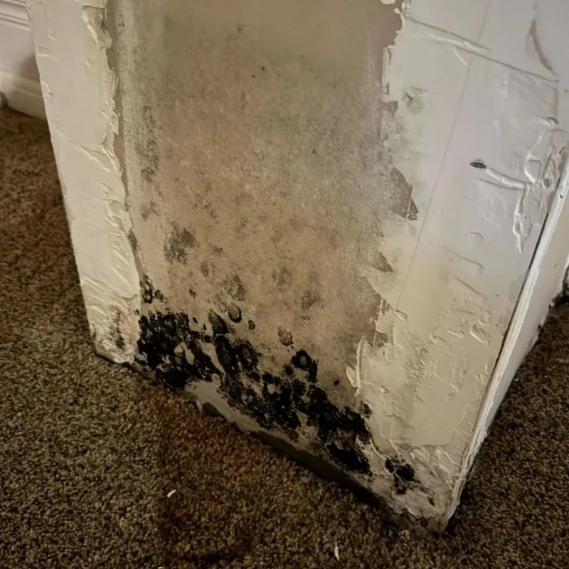 Professional Mold Removal in Monrovia, IN